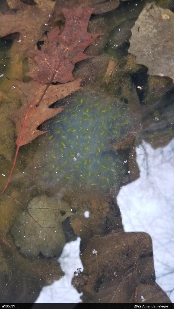 Green Frog