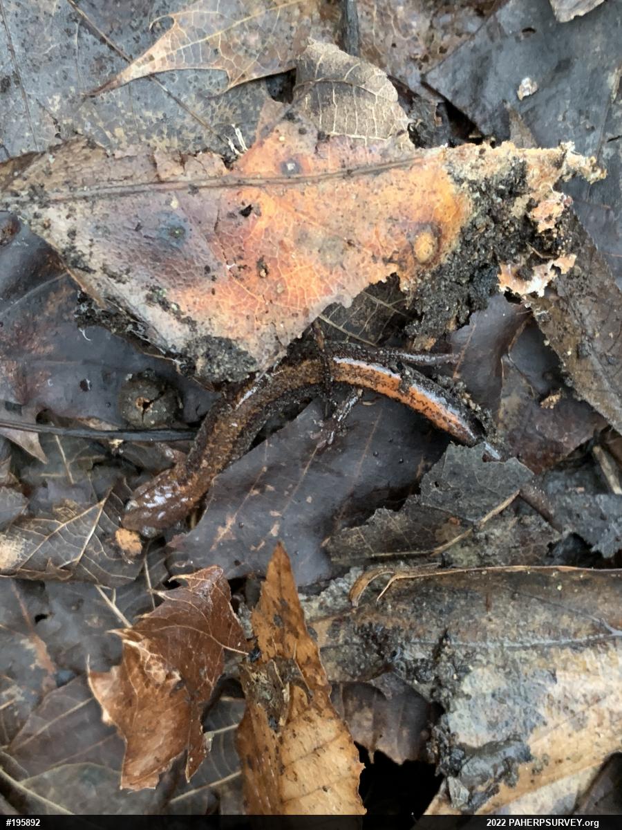 Eastern Red-backed  Salamander