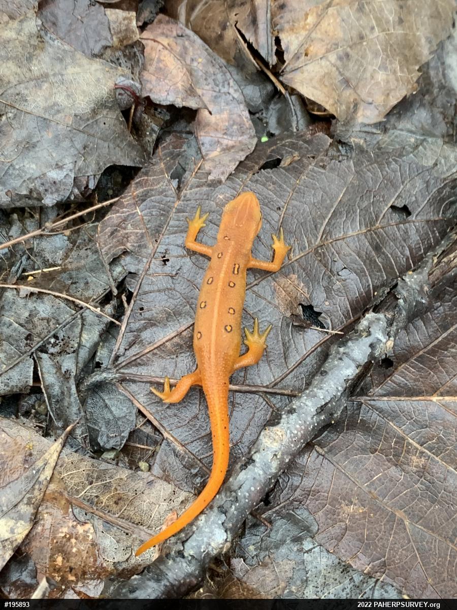 Red-spotted Newt