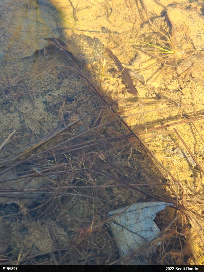Red-spotted Newt