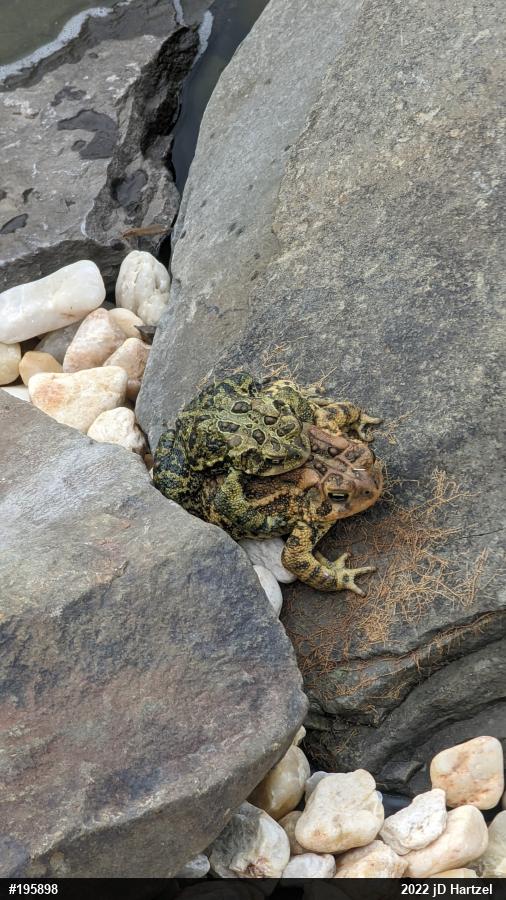 Eastern American Toad