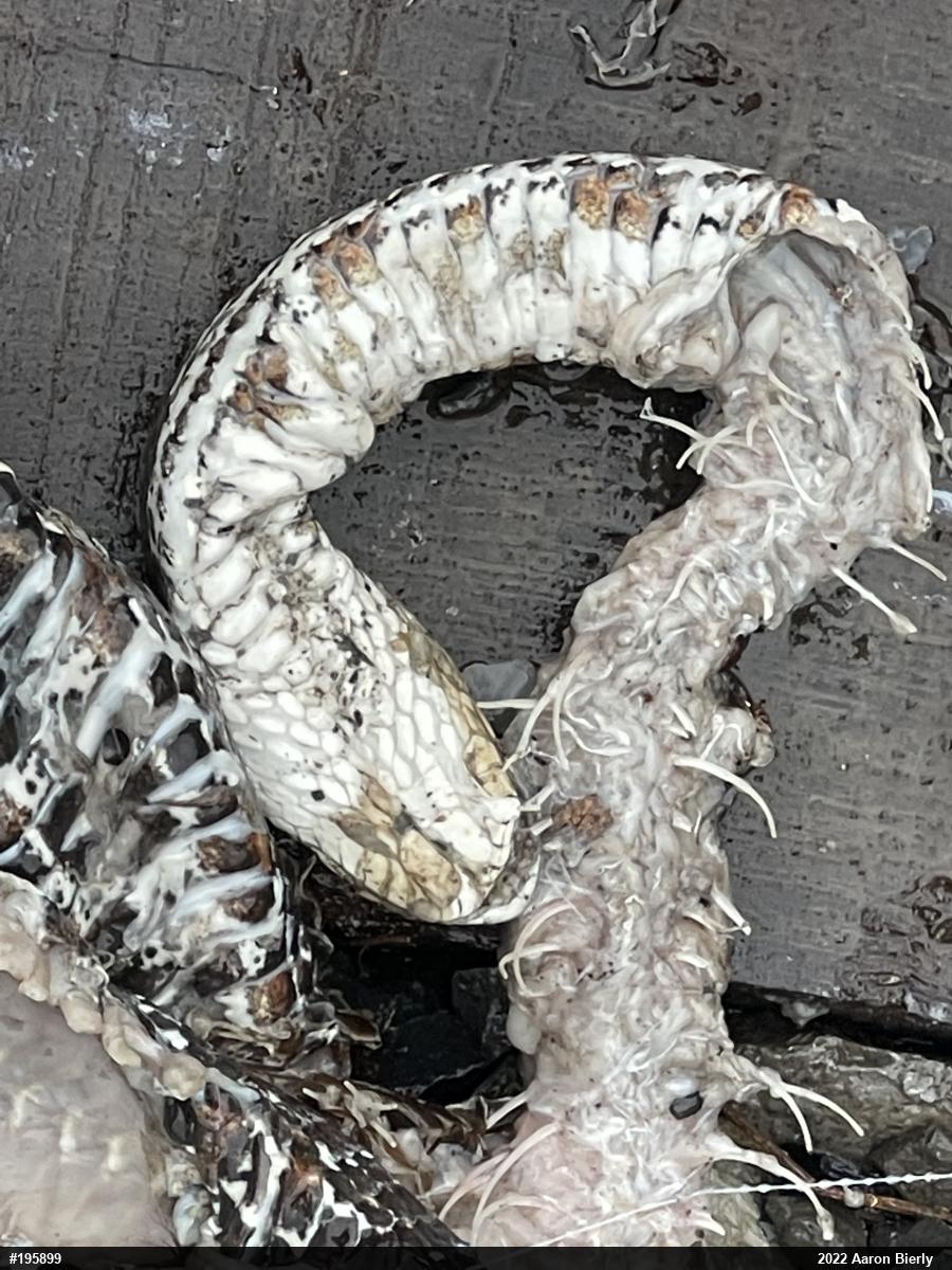 Northern Watersnake