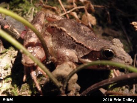 Wood Frog