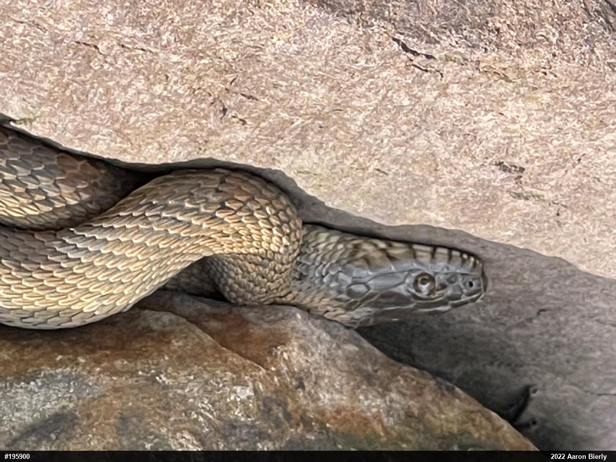 Northern Watersnake