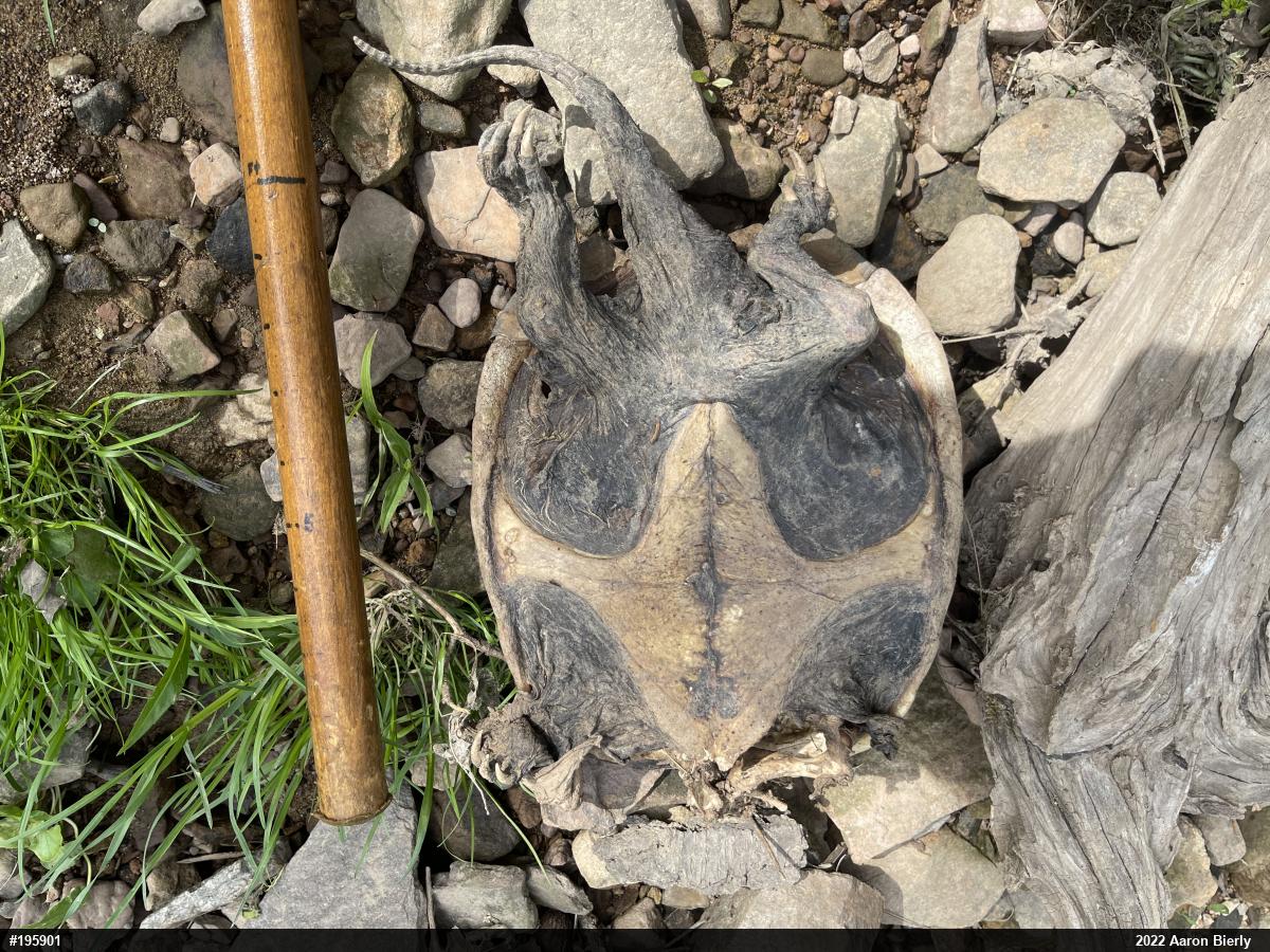 Snapping Turtle
