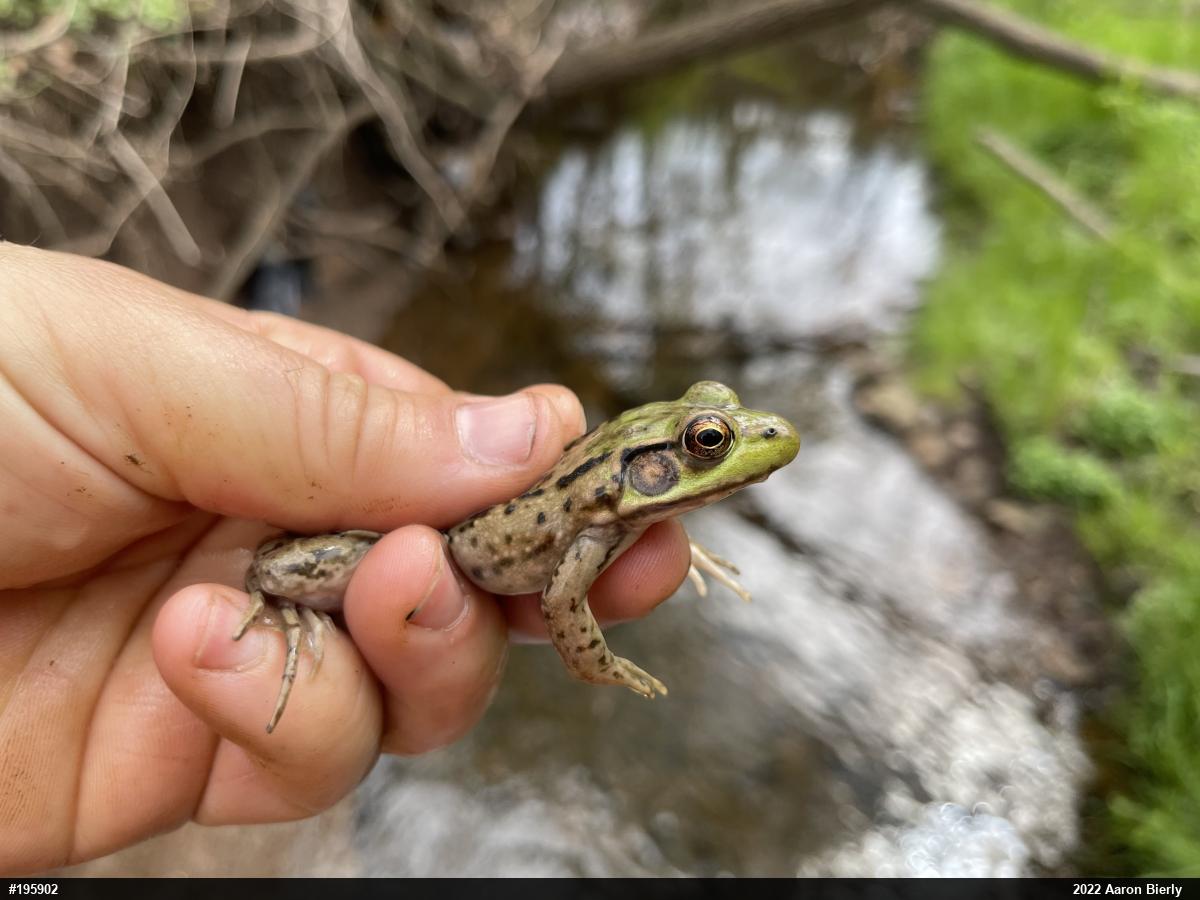 Green Frog