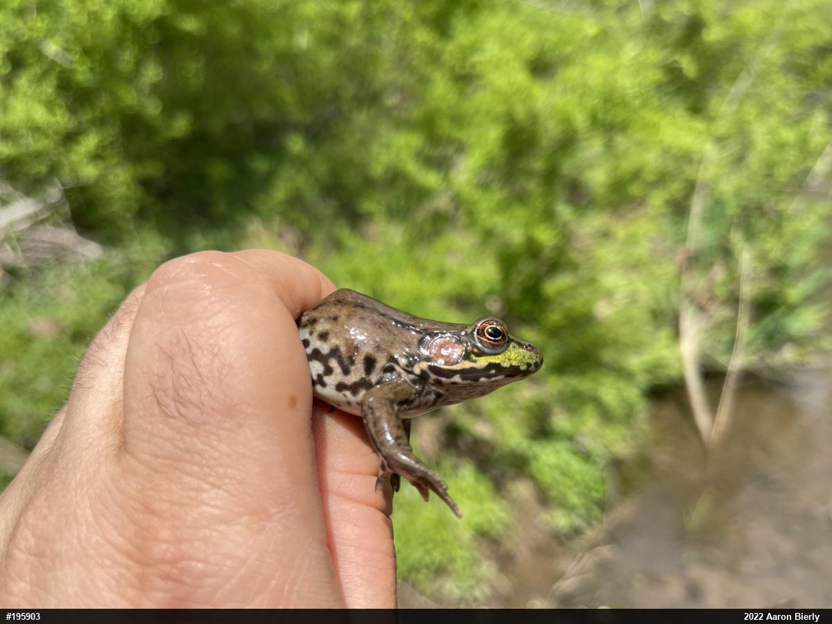 Green Frog