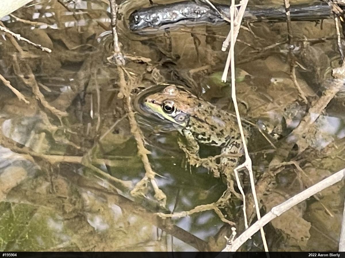 Green Frog