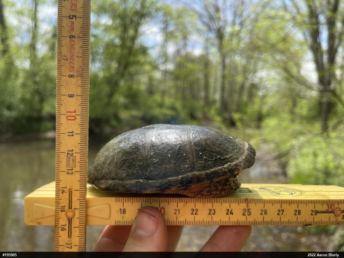Eastern Musk Turtle