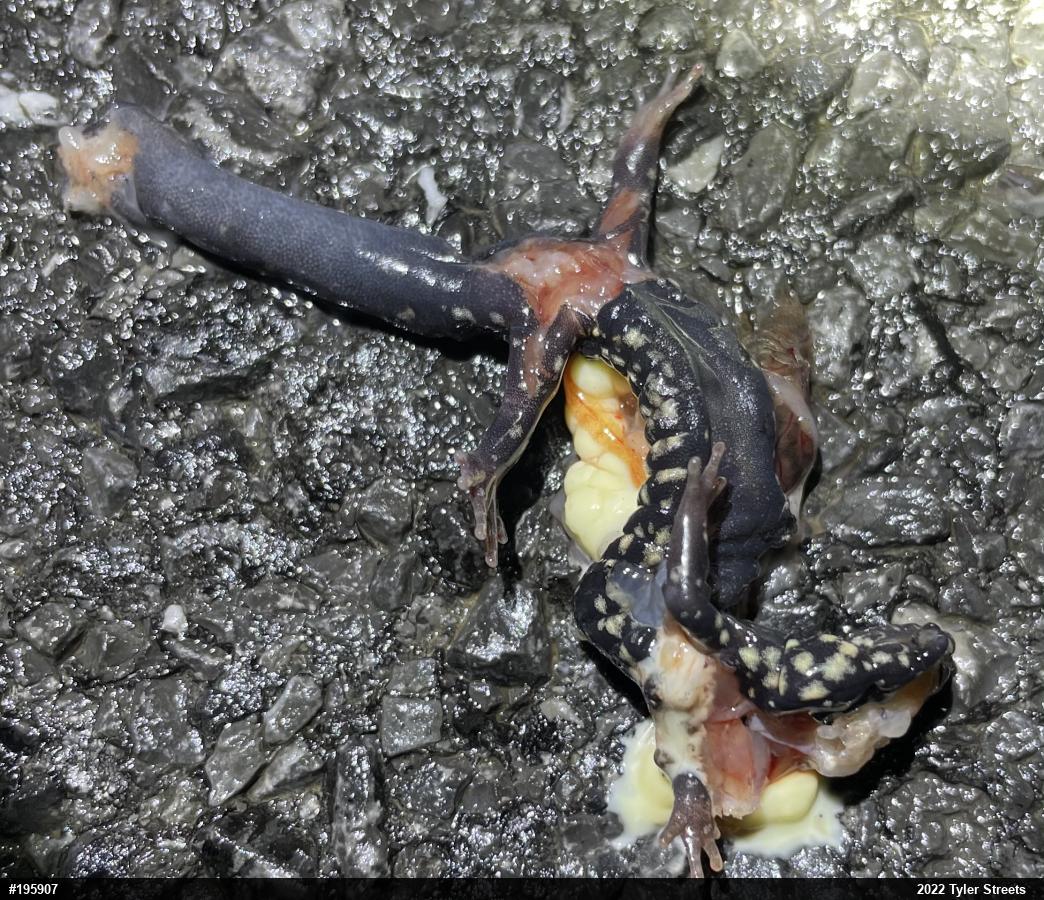 Northern Slimy Salamander
