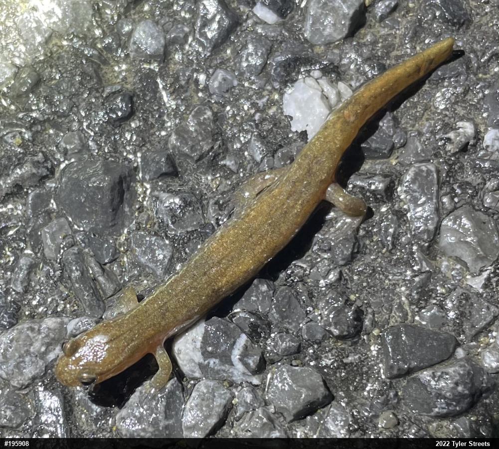 Northern Dusky Salamander