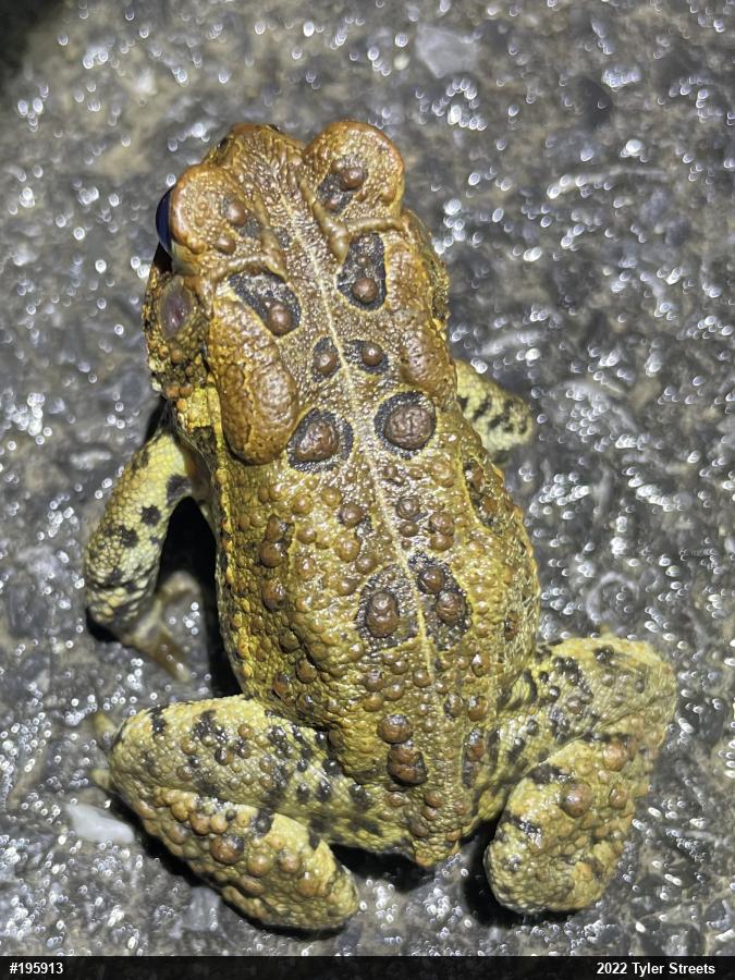Eastern American Toad