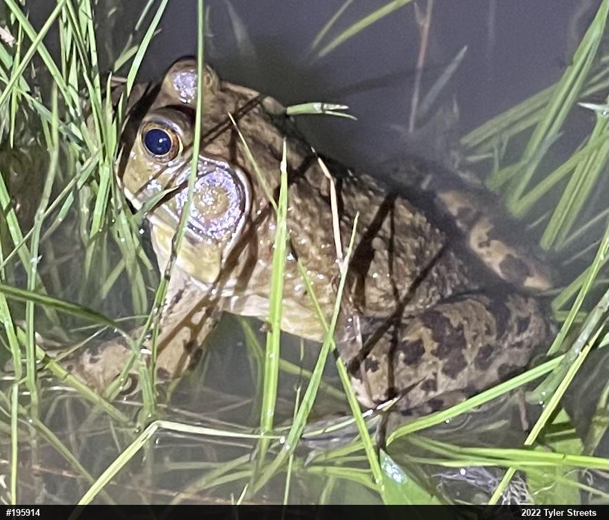 American Bullfrog