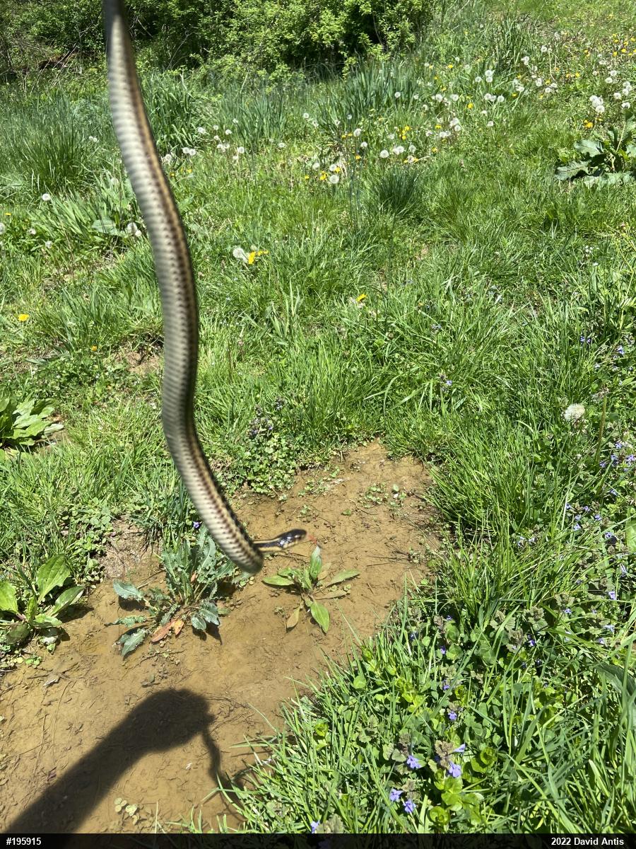 Eastern Gartersnake