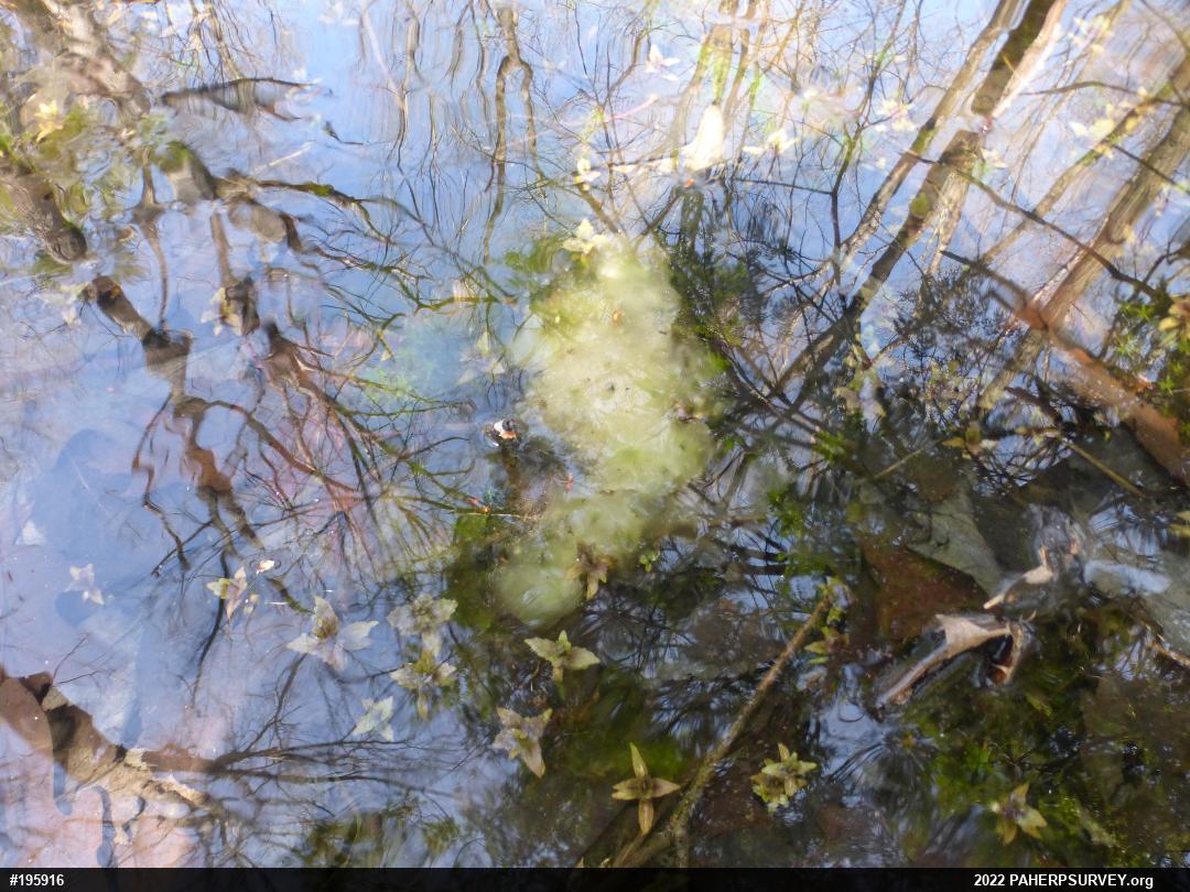 Spotted Salamander