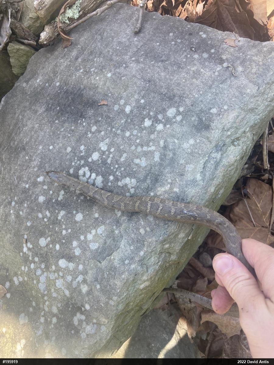 Northern Watersnake