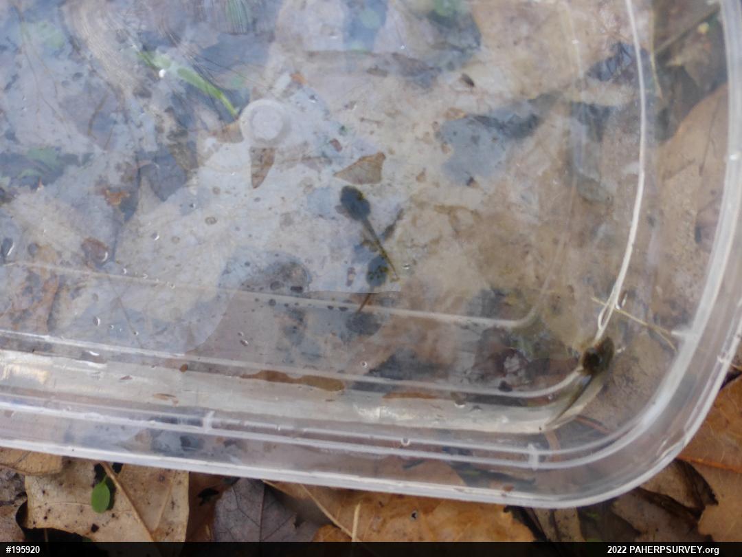Wood Frog