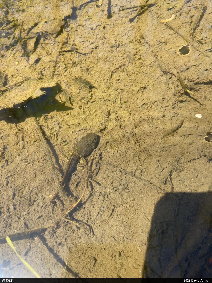 Green Frog