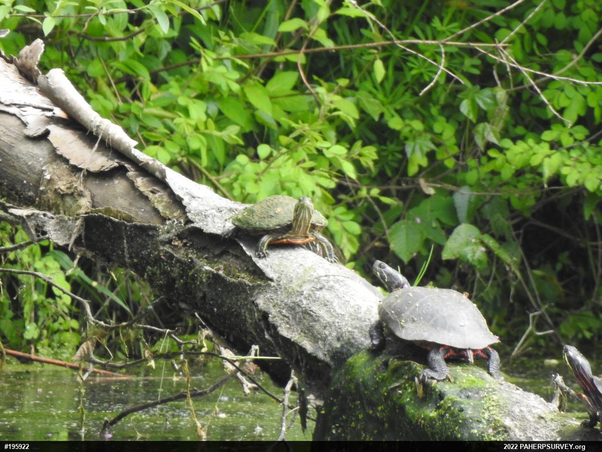 Red-eared Slider