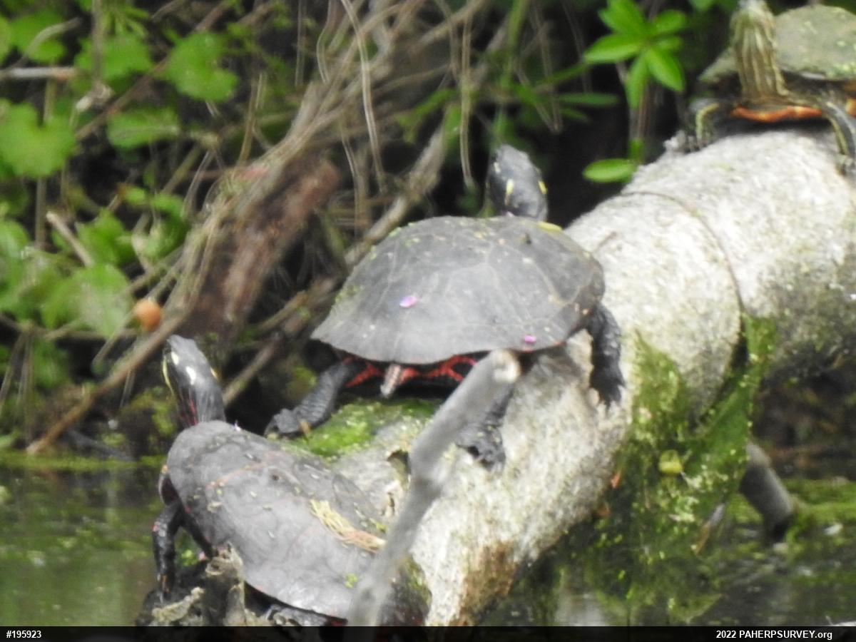 Painted Turtle