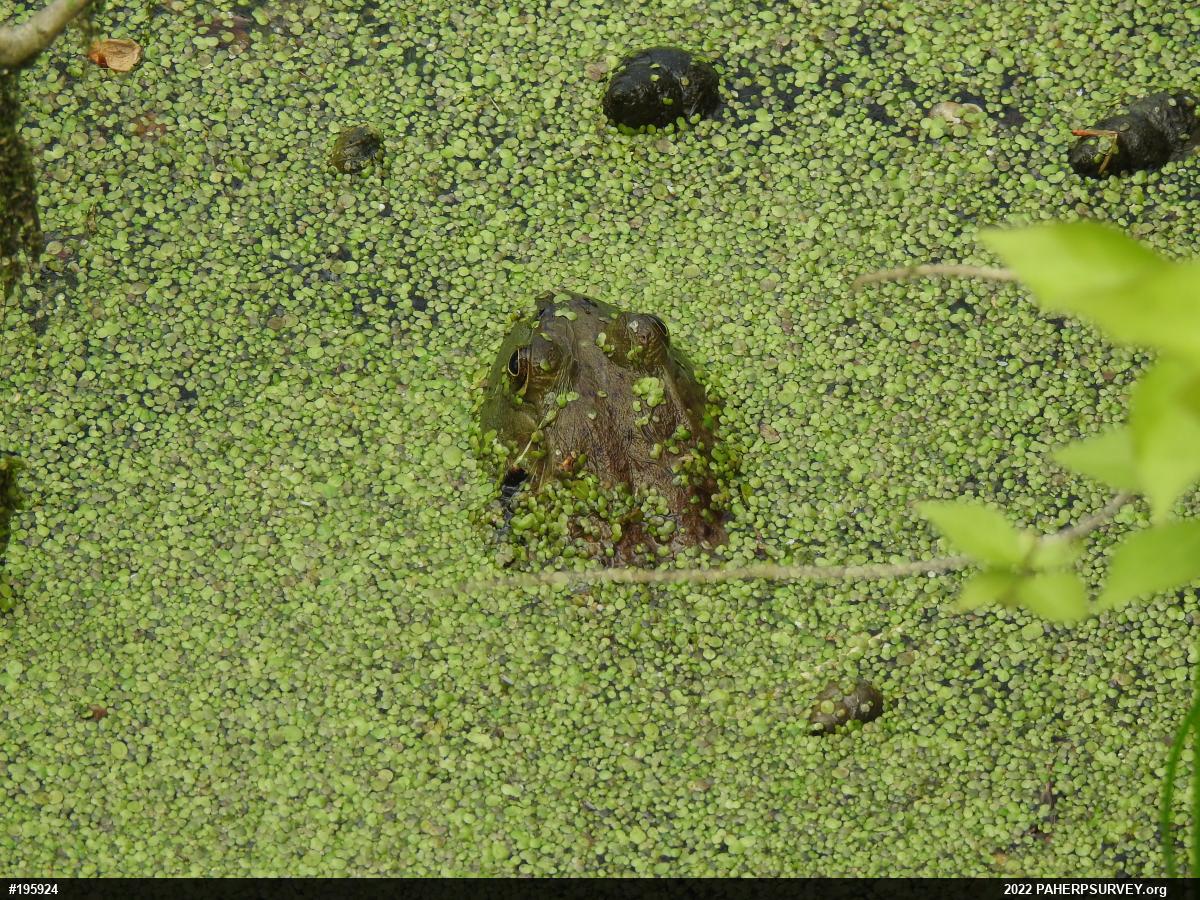 American Bullfrog