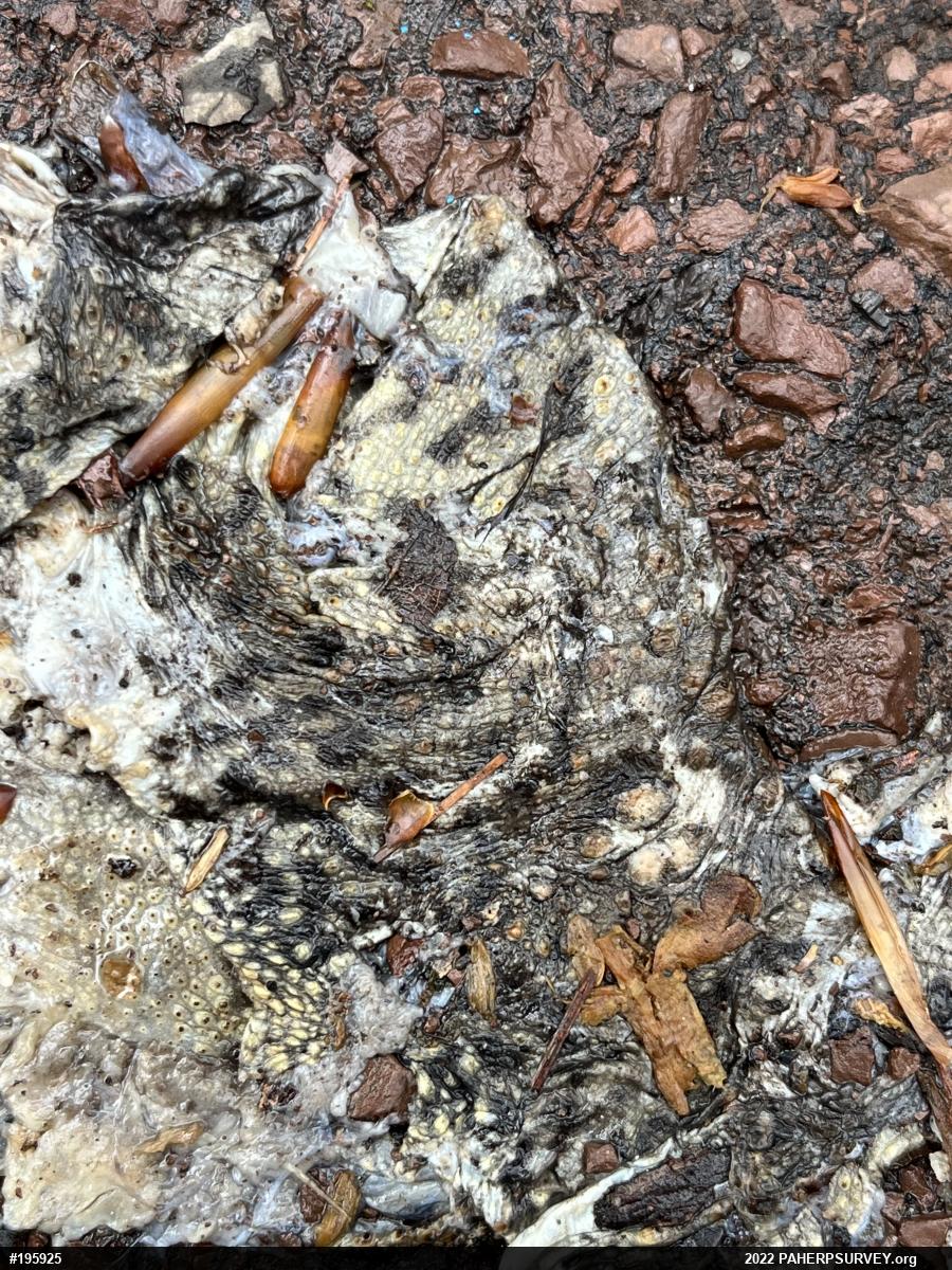 Eastern American Toad