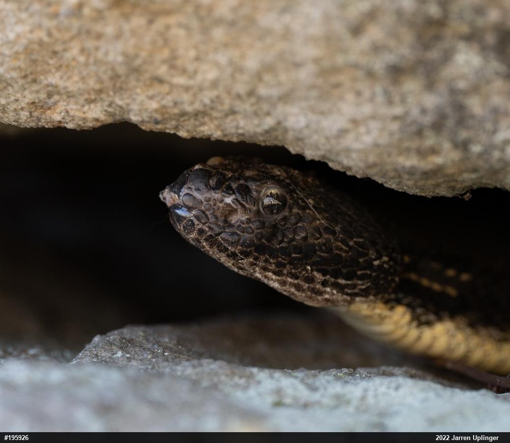 Timber Rattlesnake
