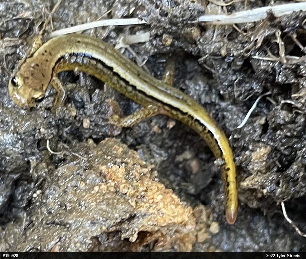 Northern Two-lined Salamander