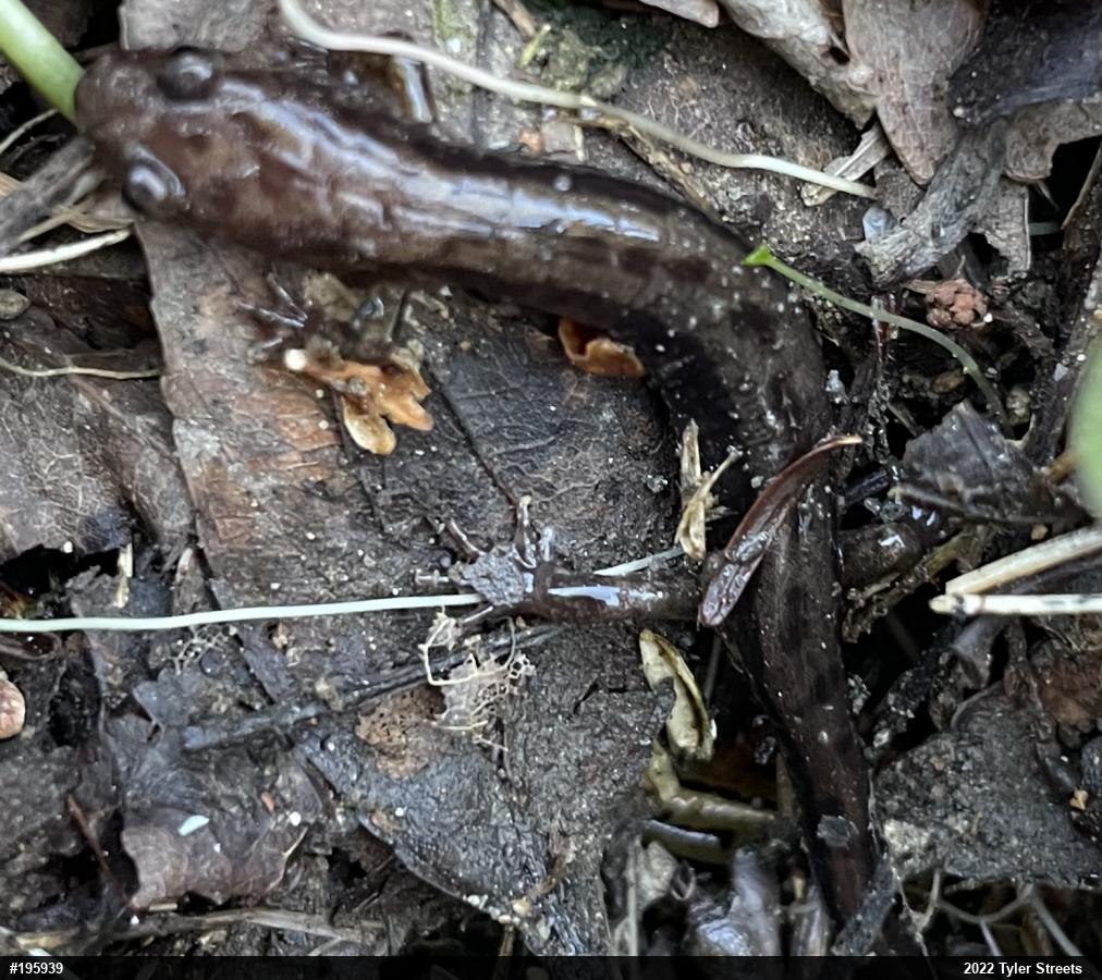 Allegheny Mountain Dusky Salamander