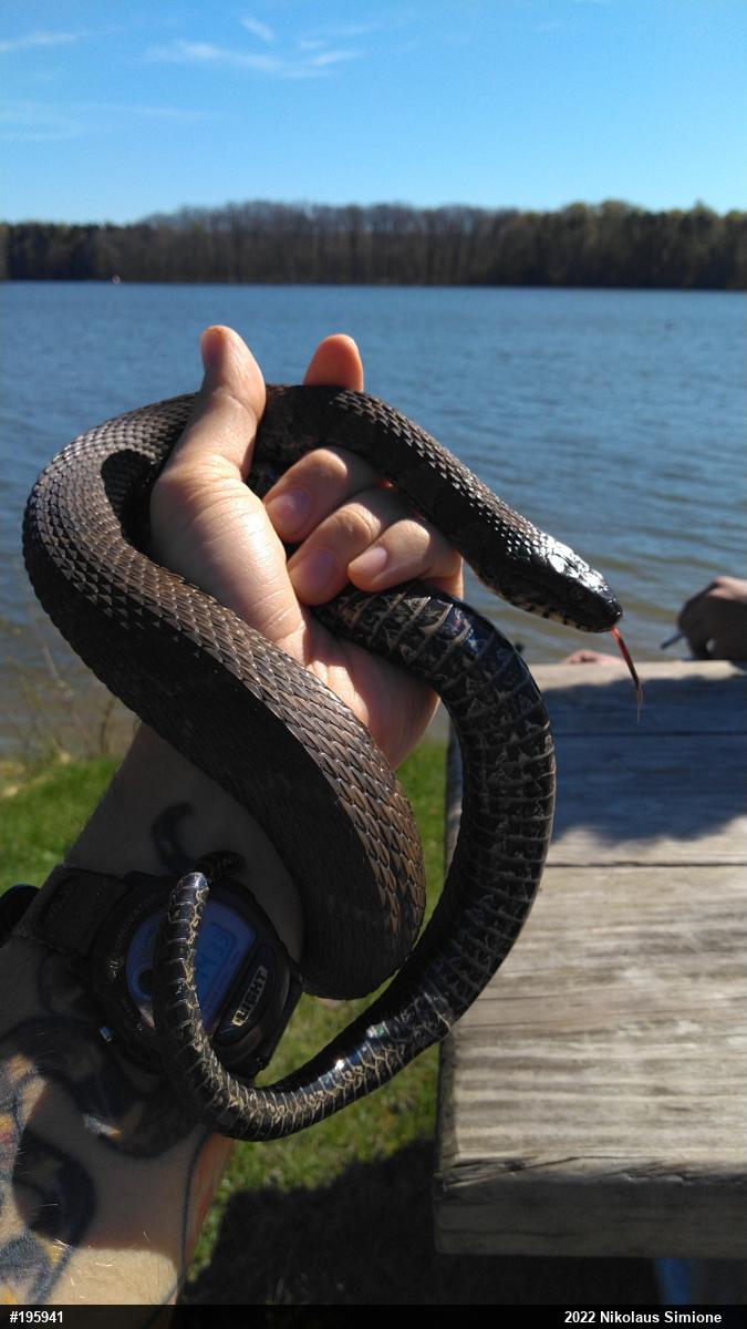 Northern Watersnake
