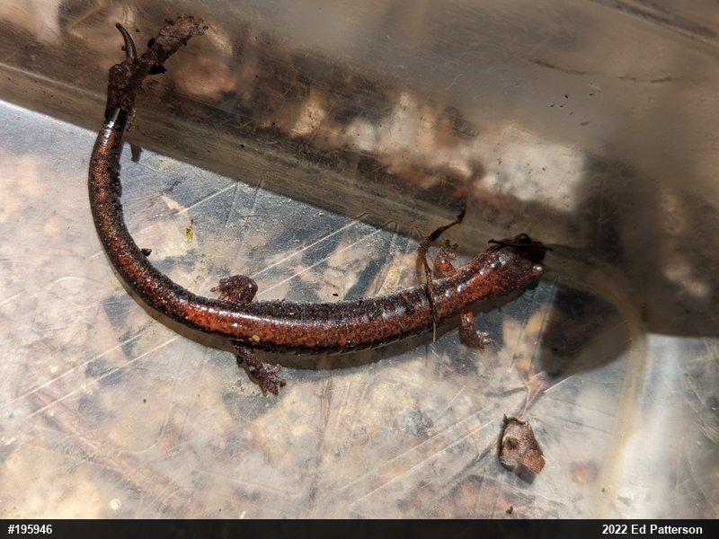 Eastern Red-backed  Salamander