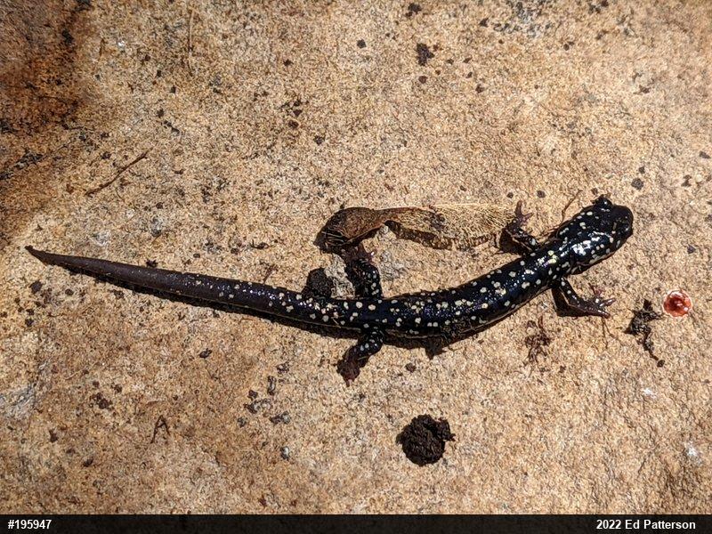 Northern Slimy Salamander
