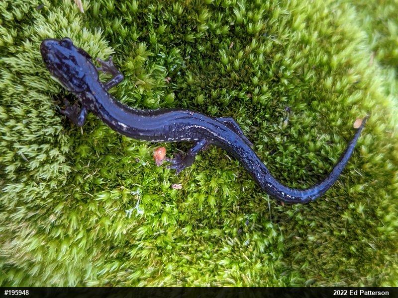 Wehrle's Salamander