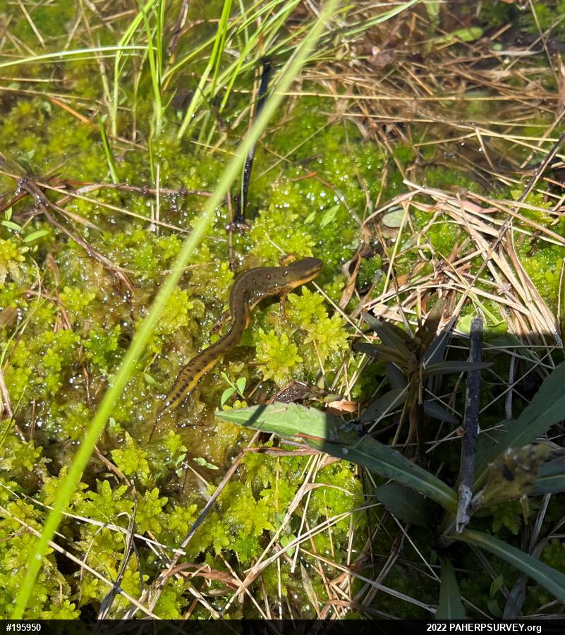 Red-spotted Newt