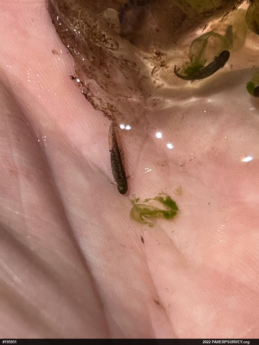 Spotted Salamander