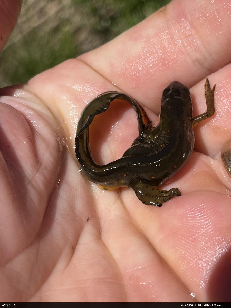 Red-spotted Newt