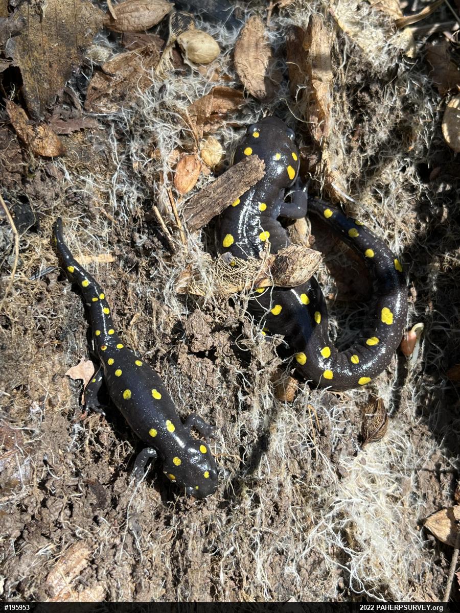 Spotted Salamander