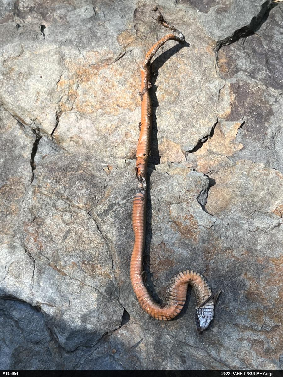 Red-bellied Snake