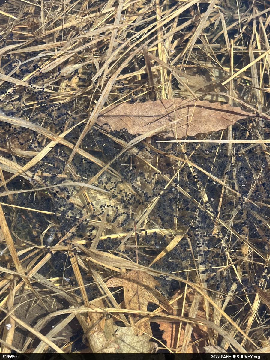 True Toads