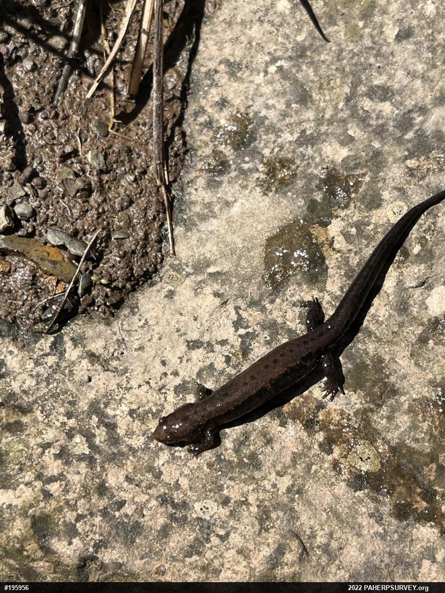 Allegheny Mountain Dusky Salamander
