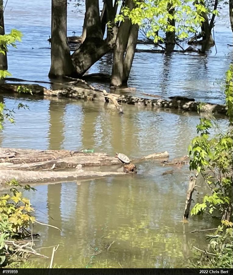 Wood Turtle