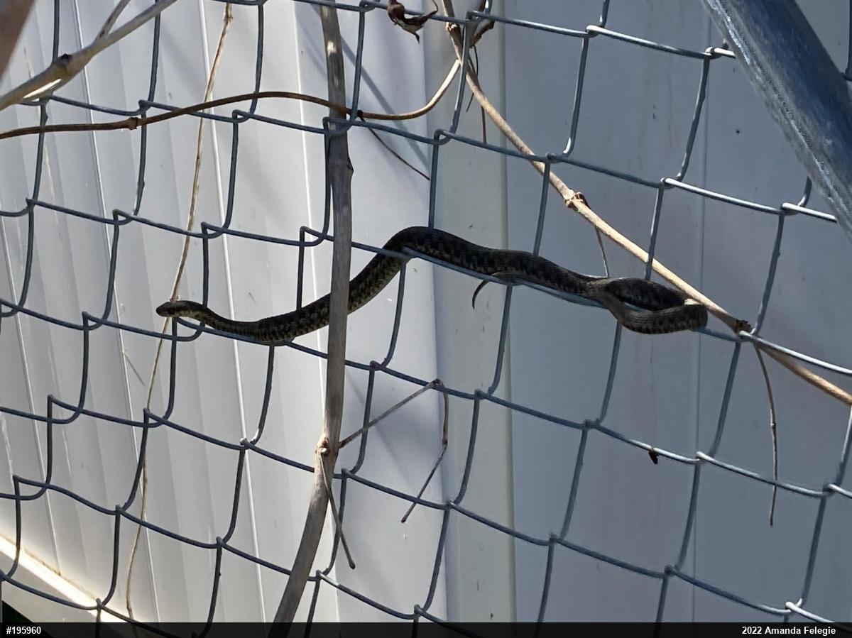 Eastern Gartersnake