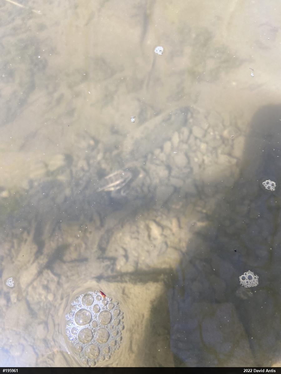 Pickerel Frog