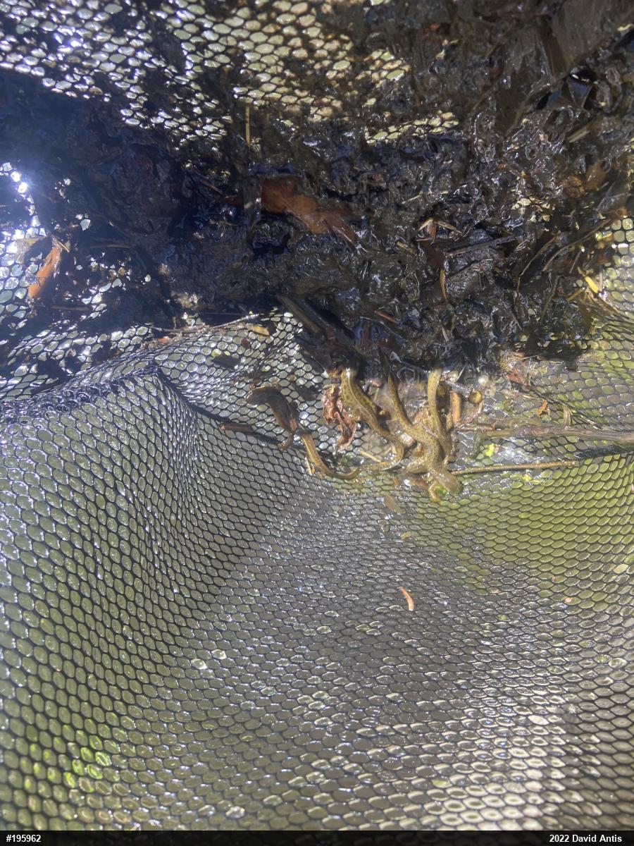 Red-spotted Newt