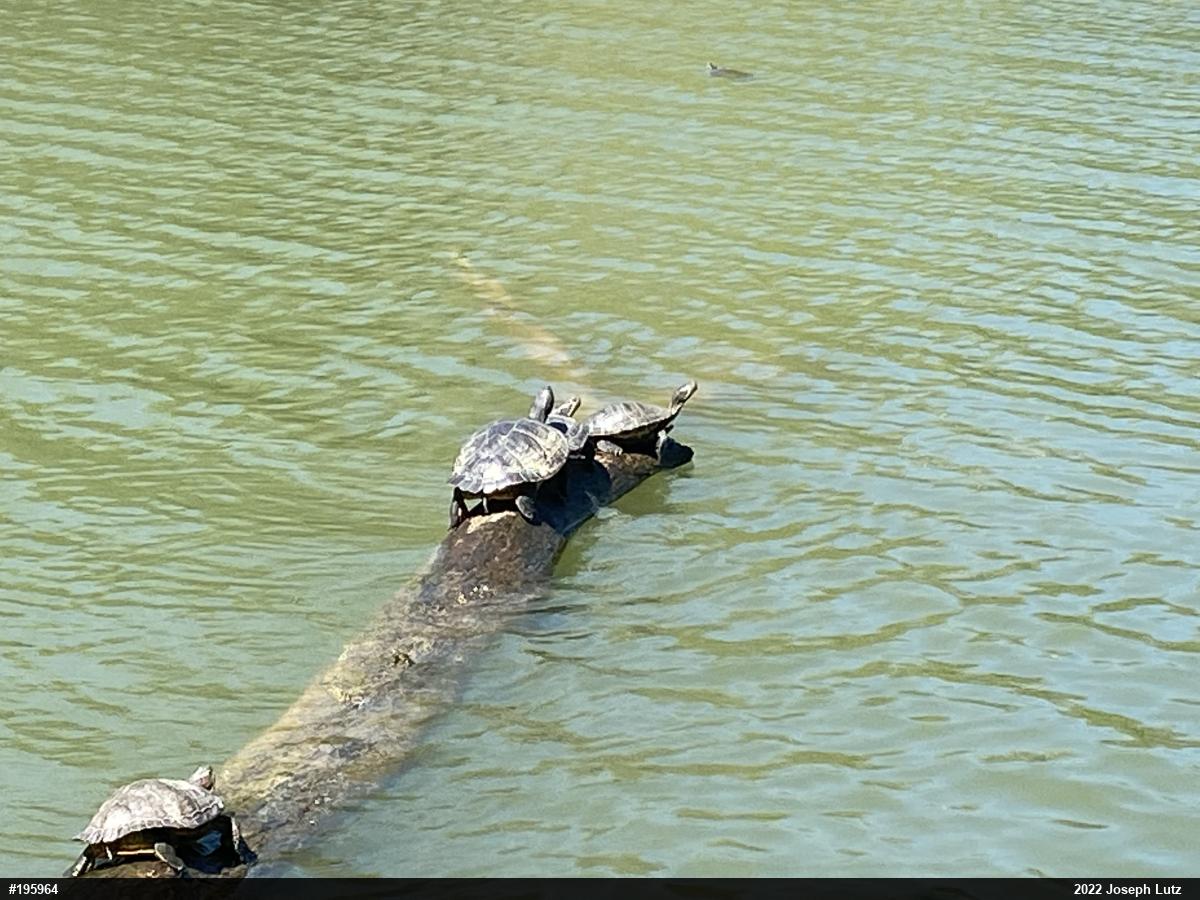 Pond Slider