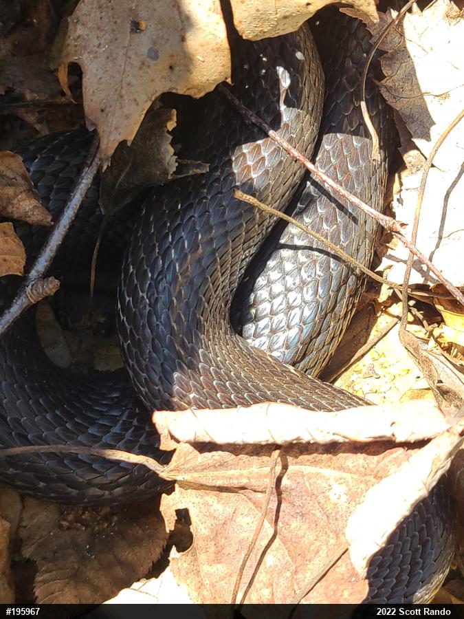 Eastern Ratsnake