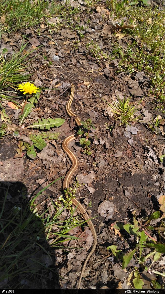 Eastern Gartersnake
