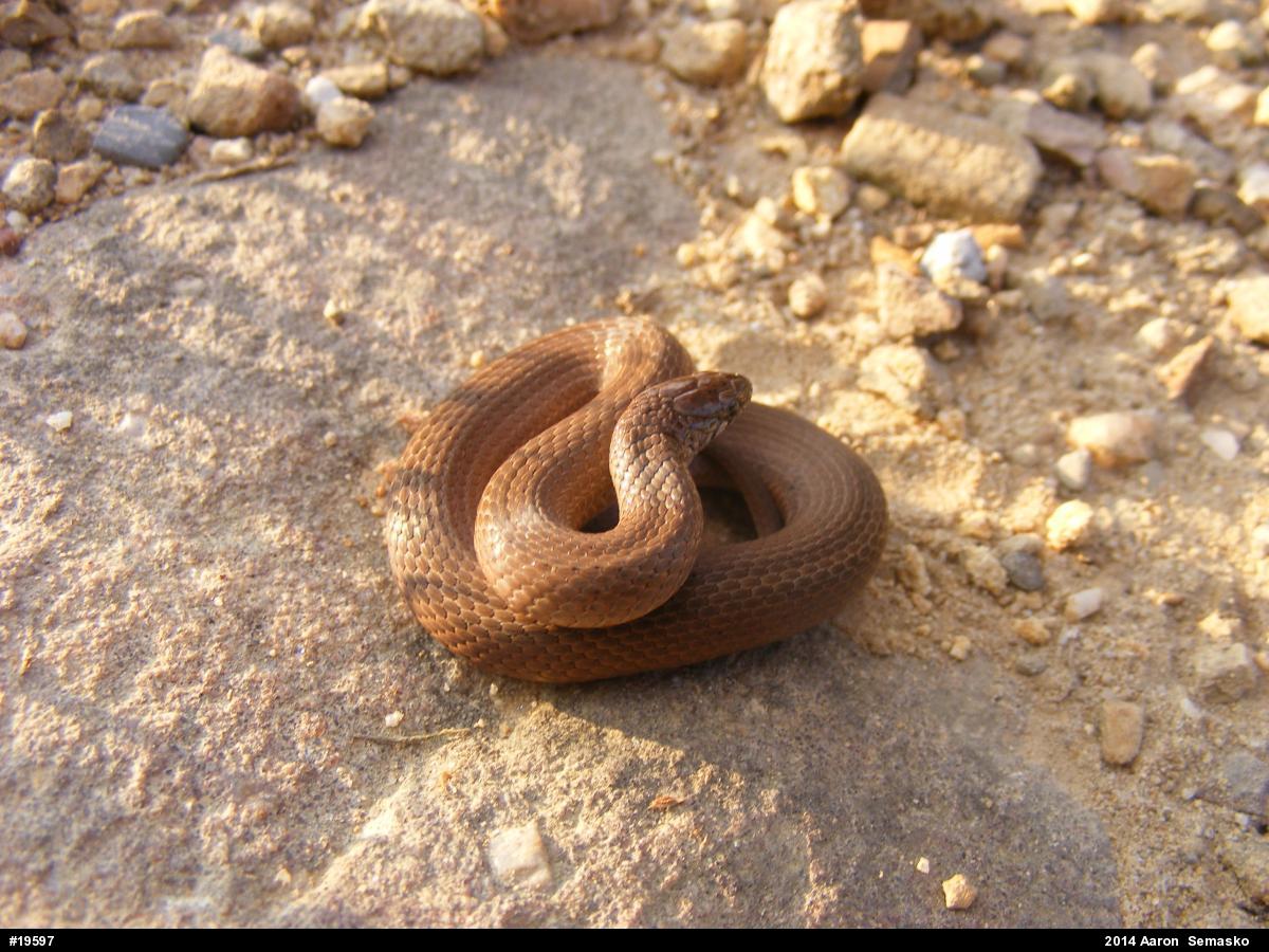 Mountain Earthsnake