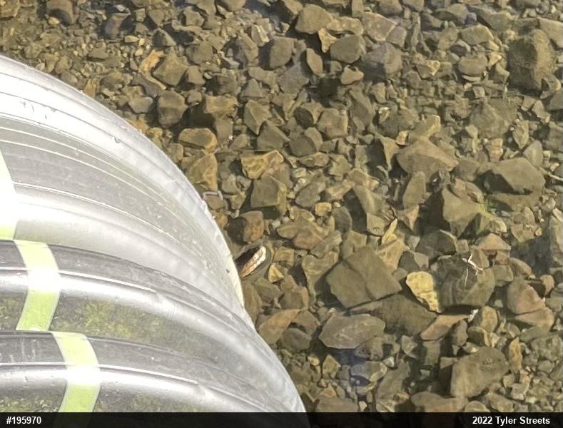 Northern Watersnake