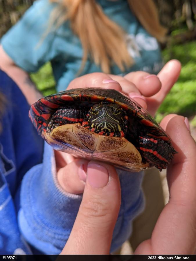 Painted Turtle